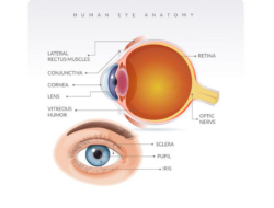 7 Cara Menjaga Kesehatan Mata